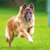 Belgian Tervuren Dog diamond painting