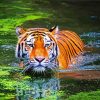 Bengal Tiger Swimming diamond painting