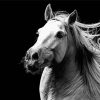 Black And White Andalusian Horse diamond painting