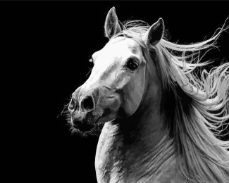 Black And White Andalusian Horse diamond painting