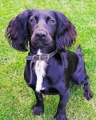 Black Sprocker Spaniel diamond painting