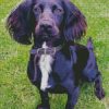 Black Sprocker Spaniel diamond painting