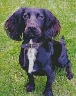 Black Sprocker Spaniel diamond painting