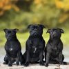 Black Staffordshire Bull Terrier Dogs diamond painting