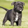 Black Staffordshire Bull Terrier Puppy diamond painting