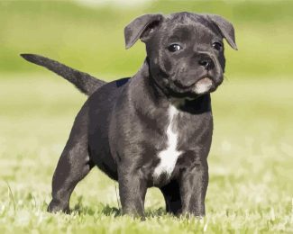 Black Staffordshire Bull Terrier Puppy diamond painting