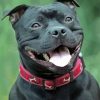 Black Staffordshire Bull Terrier Smiling diamond painting