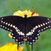 Black Swallowtail diamond painting