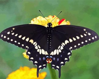 Black Swallowtail diamond painting