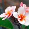 Blooming Plumeria diamond painting