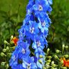 Blue Larkspur diamond painting