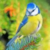 Blue Tit Bird diamond painting