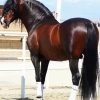 Brown Andalusian Horse diamond painting