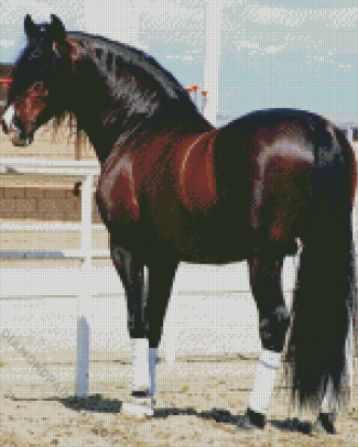 Brown Andalusian Horse diamond painting