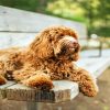 Brown Labradoodle Dog diamond painting