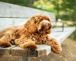 Brown Labradoodle Dog diamond painting