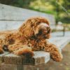 Brown Labradoodle Dog diamond painting