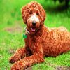 Brown Labradoodle diamond painting