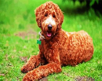 Brown Labradoodle diamond painting