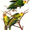 Carolina Parrot By John James Audubon diamond painting