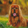 Cavalier King Charles Spaniel diamond painting