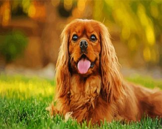 Cavalier King Charles Spaniel diamond painting