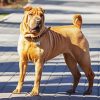 Chinese Shar Pei Standing On The Sidewalk diamond painting