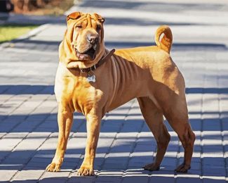 Chinese Shar Pei Standing On The Sidewalk diamond painting