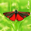 Cinnabar Moth Butterfly diamond painting