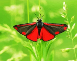 Cinnabar Moth Butterfly diamond painting