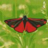 Cinnabar Moth Butterfly diamond painting