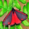 Cinnabar Moth diamond painting