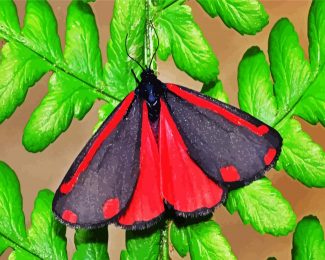 Cinnabar Moth diamond painting