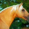 Close Up Golden Andalusian diamond painting