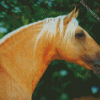 Close Up Golden Andalusian diamond painting