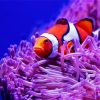 Clown Fish And Anemones diamond painting