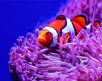 Clown Fish And Anemones diamond painting