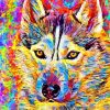 Colorful Pomsky Diamond painting