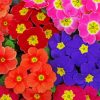 Colorful Primrose Flowers diamond painting