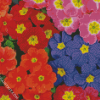 Colorful Primrose Flowers diamond painting