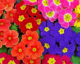 Colorful Primrose Flowers diamond painting