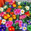 Colorful Primrose diamond painting