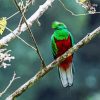 Crested Quetzal Bird diamond painting