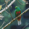 Crested Quetzal Bird diamond painting