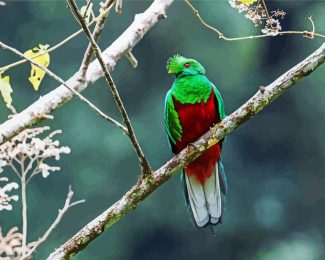 Crested Quetzal Bird diamond painting