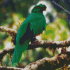 Crested Quetzal Bird On Branch diamond painting