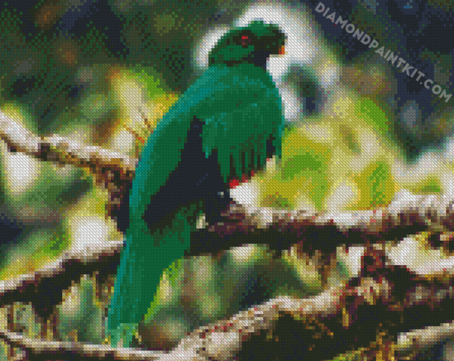 Crested Quetzal Bird On Branch diamond painting