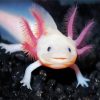 Cute Axolotl diamond painting