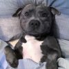 Cute Staffordshire Bull Terrier Sleeping diamond painting