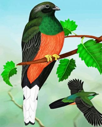 Eared Quetzal Bird Art diamond painting